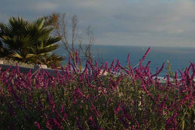 Santa Monica Park